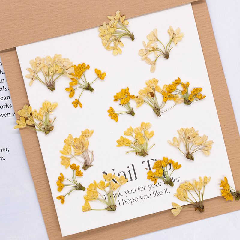 Dried Flower Bookmark - 24pcs, 천연 실제 압축 꽃 말린