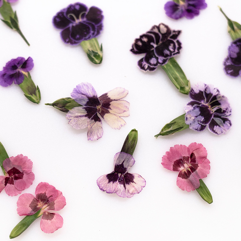 Dried Flower Bookmark - 24개, 압화된 디안투스 꽃, 실제 식물