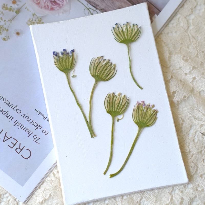 12개의 압축 에메랄드 진주 꽃, DIY 공예, 휴대폰 - Dried Flower Bookmark 리뷰 및 가격