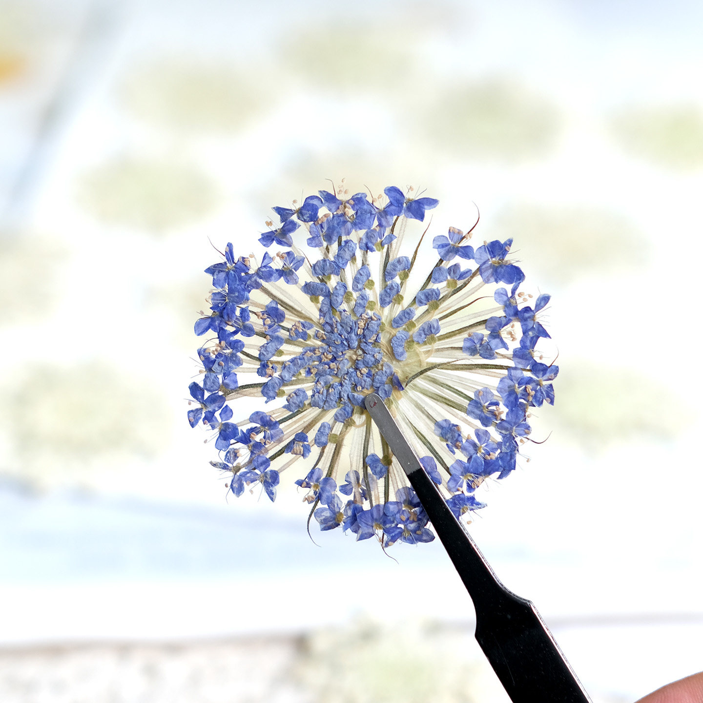 12개의 압축 에메랄드 진주 꽃, DIY 공예, 휴대폰 - Dried Flower Bookmark 리뷰 및 가격
