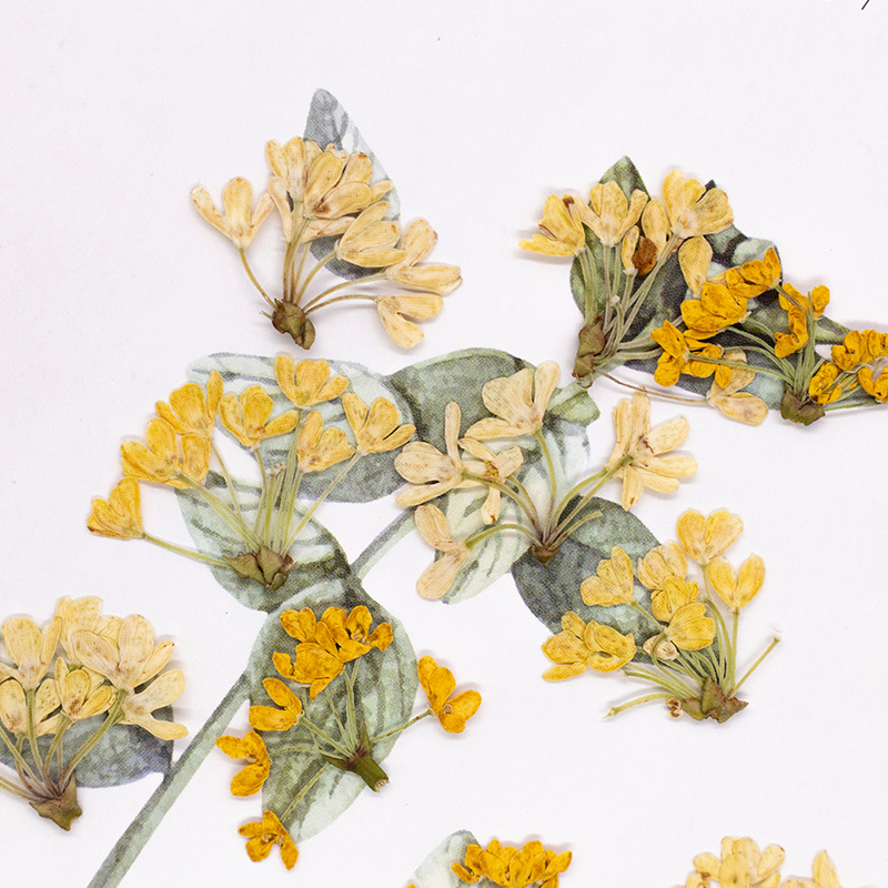 24pcs, 천연 실제 압축 꽃 말린 식물 표본 DIY - Dried Flower Bookmark 리뷰 및 가격