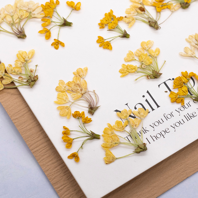 24pcs, 천연 실제 압축 꽃 말린 식물 표본 DIY - Dried Flower Bookmark 리뷰 및 가격