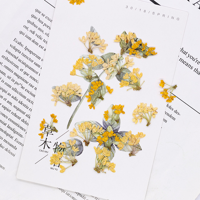 24pcs, 천연 실제 압축 꽃 말린 식물 표본 DIY - Dried Flower Bookmark 리뷰 및 가격