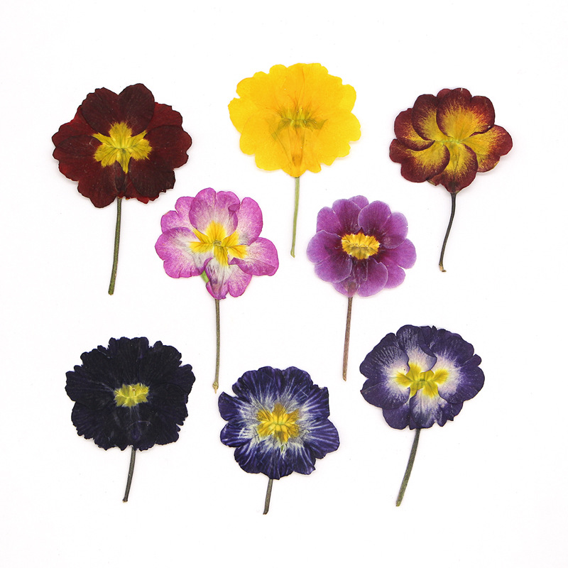 48개 유럽산 프림로즈 말린 꽃 압화 실제 꽃 식물 표 - Dried Flower Bookmark 리뷰 및 가격