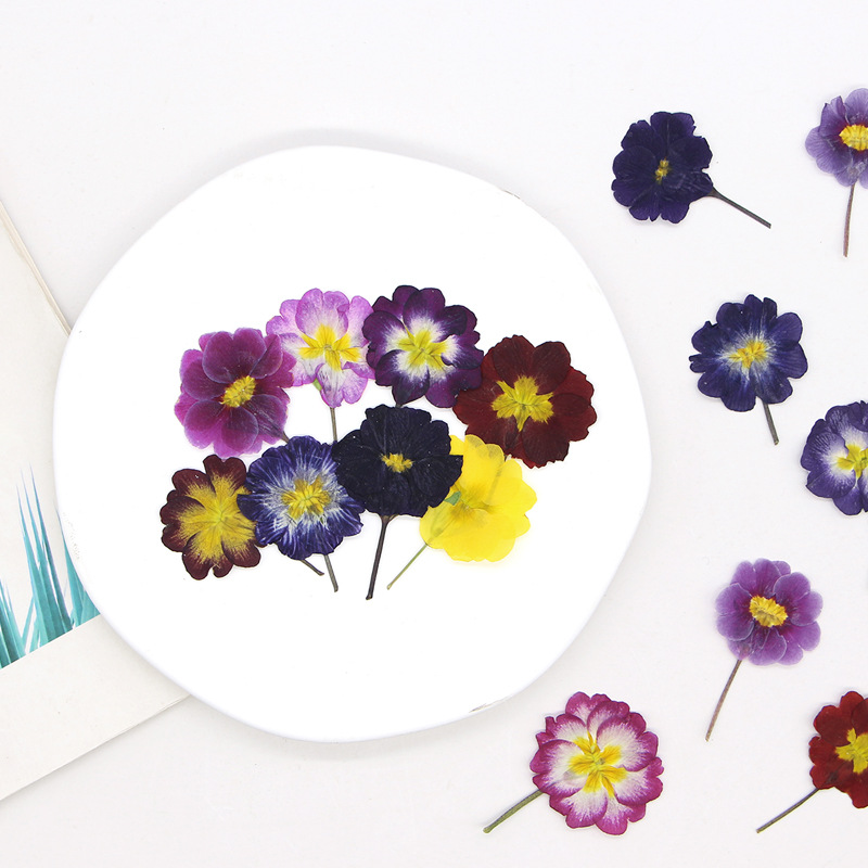 48개 유럽산 프림로즈 말린 꽃 압화 실제 꽃 식물 표 - Dried Flower Bookmark 리뷰 및 가격